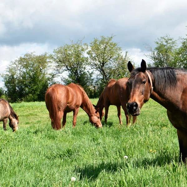 Pension pour chevaux à Chanat-la-Mouteyre, Puy-de-Dôme